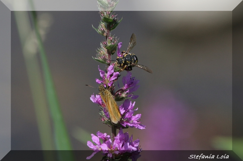 Ochlodes silvanus?